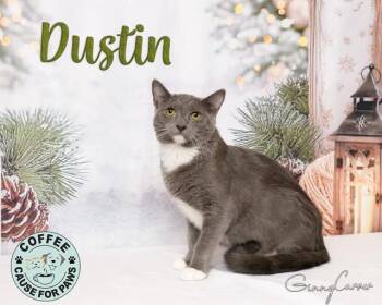 Rescue Domestic Short Hair Cats for Adoption in Douglas, Georgia - Dustin | PetCurious