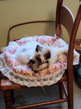 Domestic Long Hair Cats Available for Adoption - Gulabi | PetCurious