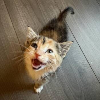 Bugles -  Domestic Short Hair Cat Available for Adoption in Auburn, Alabama - Bugles | PetCurious
