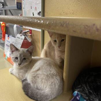 Mack -  Domestic Short Hair Cat for Adoption in Seven Valleys, Pennsylvania - Mack | PetCurious