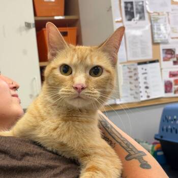 Saffron -  Domestic Short Hair Cat for Adoption in Spokane, Washington - Saffron | PetCurious