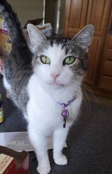 Domestic Short Hair Cats Available for Adoption in Cedartown, Georgia - Kirby Kat | PetCurious