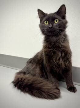 Wallie -  Domestic Long Hair Cat for Adoption in Kalamazoo, Michigan - Wallie | PetCurious