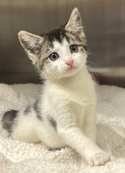 Annie -  Domestic Long Hair Cat for Adoption in Jamestown, California - Annie | PetCurious