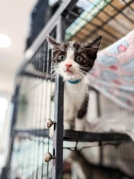 Domestic Short Hair Cats Available for Adoption in Sartell, Minnesota - Dennis | PetCurious