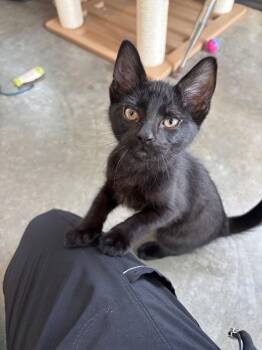 Crunchwrap Supreme -  Domestic Short Hair Cat for Adoption in Evanston, Illinois - Crunchwrap Supreme | PetCurious