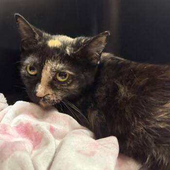 Smalls -  Domestic Short Hair Cat for Adoption in Cooperstown, New York - Smalls | PetCurious