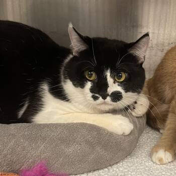 Domestic Short Hair Cats Available for Adoption in Port Charlotte, Florida - Hatter | PetCurious