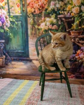 Domestic Short Hair Cats Available for Adoption in Lapeer, Michigan - Lolli | PetCurious