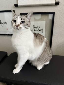 Luna & Felix -  Siamese and Snowshoe Cat for Adoption in San Jose, California - Luna & Felix | PetCurious