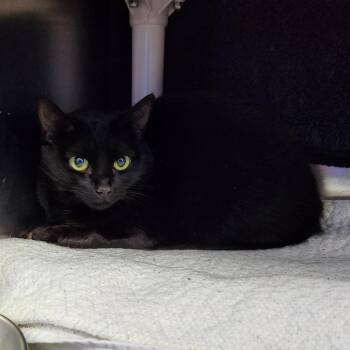 Domestic Short Hair Cats Available for Adoption - Callie | PetCurious