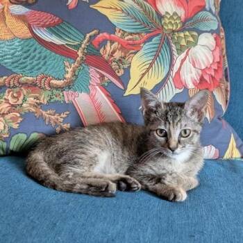 Wren -  Domestic Short Hair Cat for Adoption in Alexandria, Virginia - Wren | PetCurious