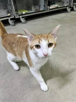 Creamsicle -  Domestic Short Hair Cat for Adoption in Dayton, Minnesota - Creamsicle | PetCurious