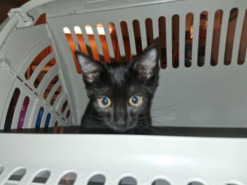 Quincy -  Domestic Short Hair Cat for Adoption in Denver, Colorado - Quincy | PetCurious