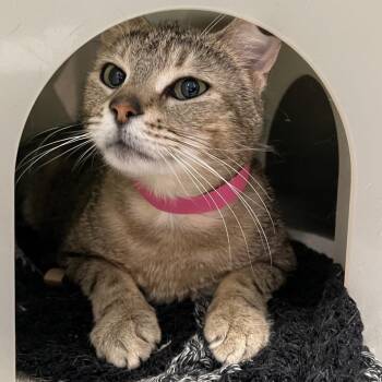 Domestic Short Hair Cats Available for Adoption - Meechee | PetCurious