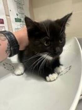 Neila -  Domestic Short Hair Cat for Adoption in Manitowoc, Wisconsin - Neila | PetCurious