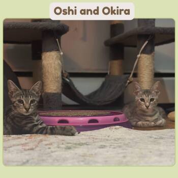 Oshi & Okira N -- gentle and playful -  American Shorthair Cat for Adoption in New York, New York - Oshi & Okira N -- Gentle And Playful | PetCurious