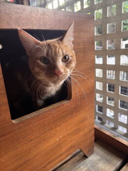 Rescue Domestic Short Hair Cats for Adoption in Pompano Beach, Florida - Zach 2025 | PetCurious