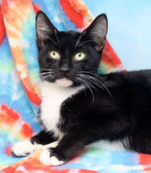 Domestic Short Hair Cats Available for Adoption in Tierra Verde, Florida - Hugo | PetCurious