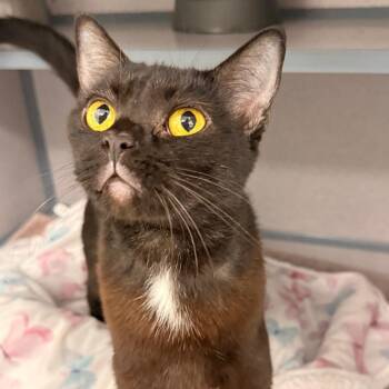 Calista Jane -  Domestic Short Hair Cat for Adoption in Evansville, Indiana - Calista Jane | PetCurious