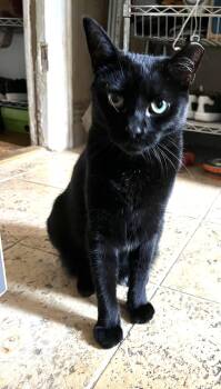 Coala -  Domestic Short Hair Cat for Adoption - Coala | PetCurious