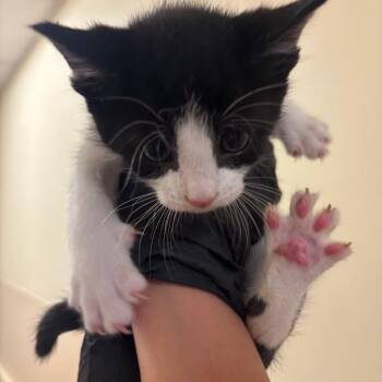 Anthony Purrdain -  Domestic Short Hair Cat for Adoption in Chicago, Illinois - Anthony Purrdain | PetCurious