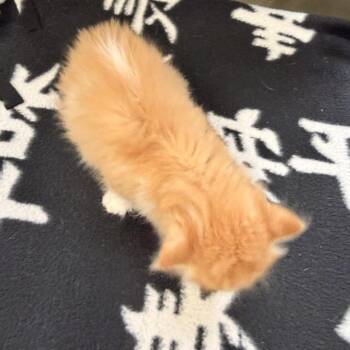 Churro -  Domestic Medium Hair Cat for Adoption in Wadena, Minnesota - Churro | PetCurious