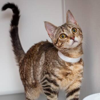 Bam Bam -  Domestic Short Hair Cat for Adoption in Hattiesburg, Mississippi - Bam Bam | PetCurious