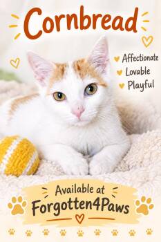Cornbread -  Domestic Short Hair Cat for Adoption in Pickerington, Ohio - Cornbread | PetCurious