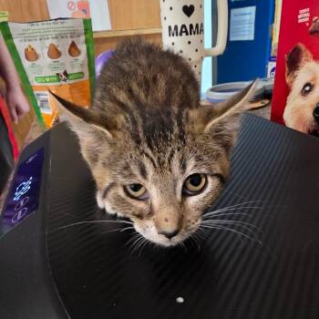 Samson -  Domestic Medium Hair Cat for Adoption in Eureka Springs, Arkansas - Samson | PetCurious