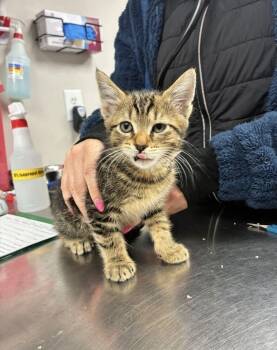 Tomato -  Domestic Short Hair Cat for Adoption in Marietta, Georgia - Tomato | PetCurious