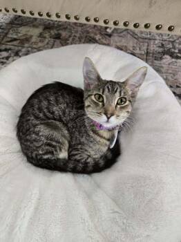 Cool Whip -  Domestic Short Hair Cat for Adoption in Tucson, Arizona - Cool Whip | PetCurious