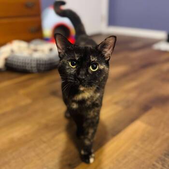 Rescue Domestic Short Hair Cats for Adoption in Bangor, Maine - Potato | PetCurious