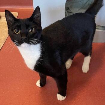 Domestic Short Hair Cats Available for Adoption in Burlingame, California - Haiku & Rhyme | PetCurious