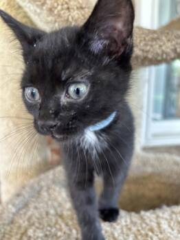 Poe -  Domestic Short Hair Cat for Adoption in Fort Worth, Texas - Poe | PetCurious