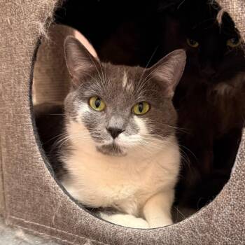 Marcy -  Domestic Short Hair Cat for Adoption in Mt. Juliet, Tennessee - Marcy | PetCurious