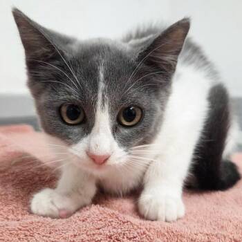 Cardamom -  Domestic Short Hair Cat for Adoption in Austin, Texas - Cardamom | PetCurious