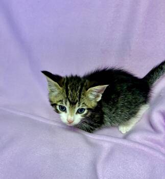 Rescue Tabby Cats for Adoption in River Edge, New Jersey - Maverick | PetCurious