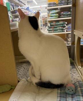 Domestic Short Hair Cats Available for Adoption in Dayton, Minnesota - Glenn | PetCurious