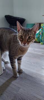 Haya -  Domestic Short Hair Cat for Adoption in Drasco, Arkansas - Haya | PetCurious