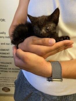 Rescue Domestic Medium Hair Cats for Adoption in Stockton, California - FOXY | PetCurious