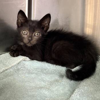 Apollo -  Domestic Short Hair Cat for Adoption in Palm Springs, California - Apollo | PetCurious