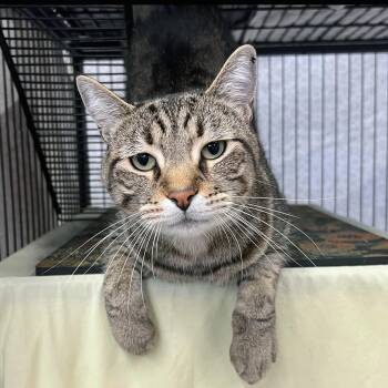Bartholomew -  Domestic Short Hair Cat for Adoption in St. Louis, Missouri - Bartholomew | PetCurious