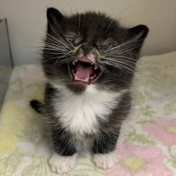 Domestic Short Hair Cats Available for Adoption in Harrisonburg, Virginia - 70790 | PetCurious