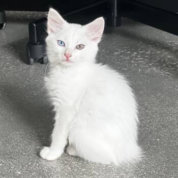 Domestic Long Hair Cats Available for Adoption in Juno Beach, Florida - Agel Eyes | PetCurious