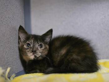 KIKI -  Domestic Short Hair Cat for Adoption in Aliquippa, Pennsylvania - KIKI | PetCurious