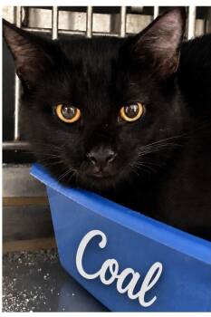 Coal -  Domestic Short Hair Cat for Adoption in Loogootee, Indiana - Coal | PetCurious