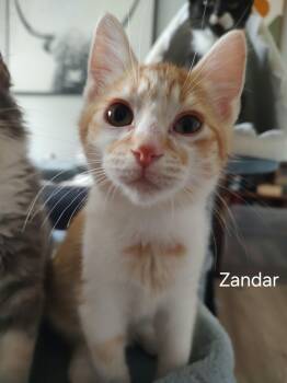Zandar -  Domestic Short Hair Cat for Adoption in Ephrata, Washington - Zandar | PetCurious