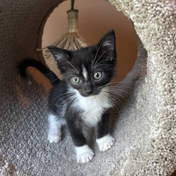 Blueberry -  Domestic Short Hair Cat for Adoption in NEW PT RICHEY, Florida - Blueberry | PetCurious