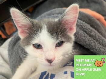 OPAL MARIE -  Domestic Short Hair Cat for Adoption in Fort Wayne, Indiana - OPAL MARIE | PetCurious